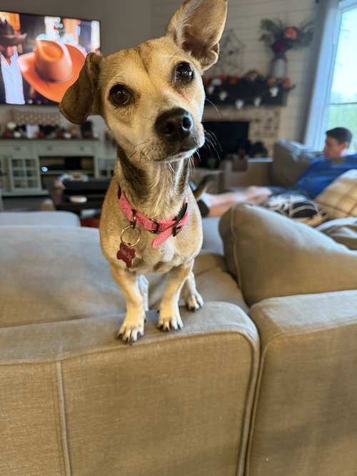 picture of the dog needing adoption
