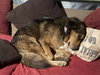 Bruno - Photo 2