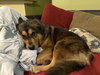 Bruno - Photo 5