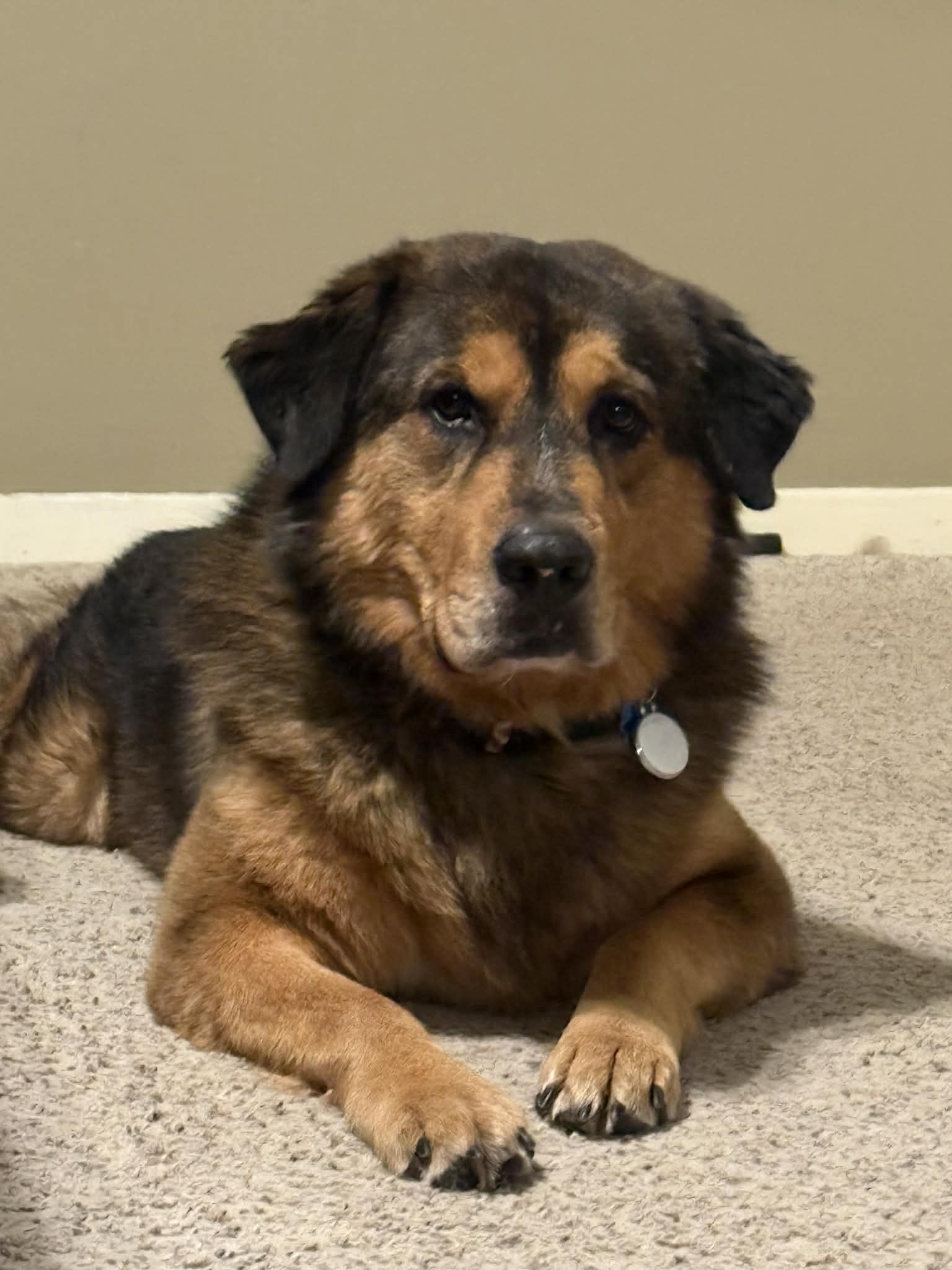 Bruno Image