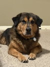 Bruno - Photo 1