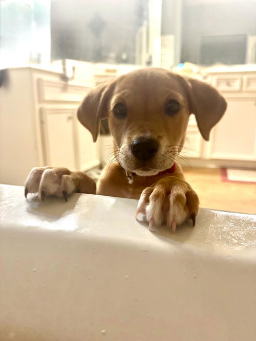 picture of the dog needing adoption