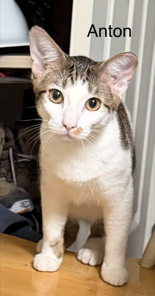 ANTON - Domestic Short Hair available for adoption