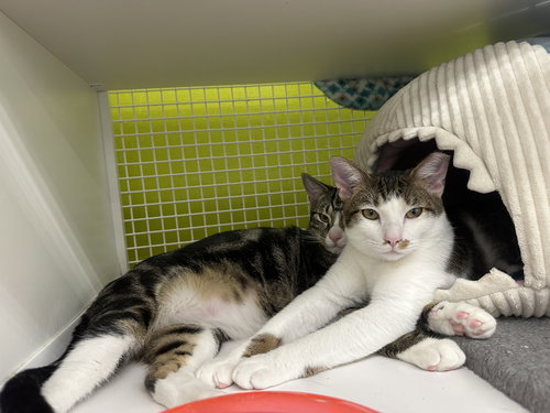 ANTON - Domestic Short Hair available for adoption