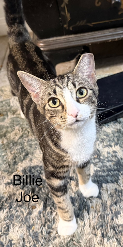 BILLIE JOE - Domestic Short Hair available for adoption