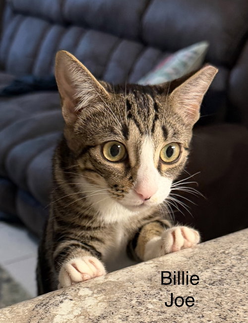 BILLIE JOE - Domestic Short Hair available for adoption