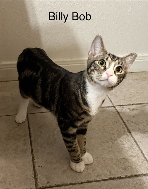 BILLY BOB - Domestic Short Hair available for adoption