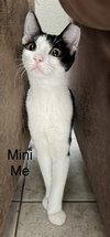 Mini Me - Photo 5