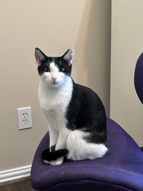 picture of the cat needing adoption