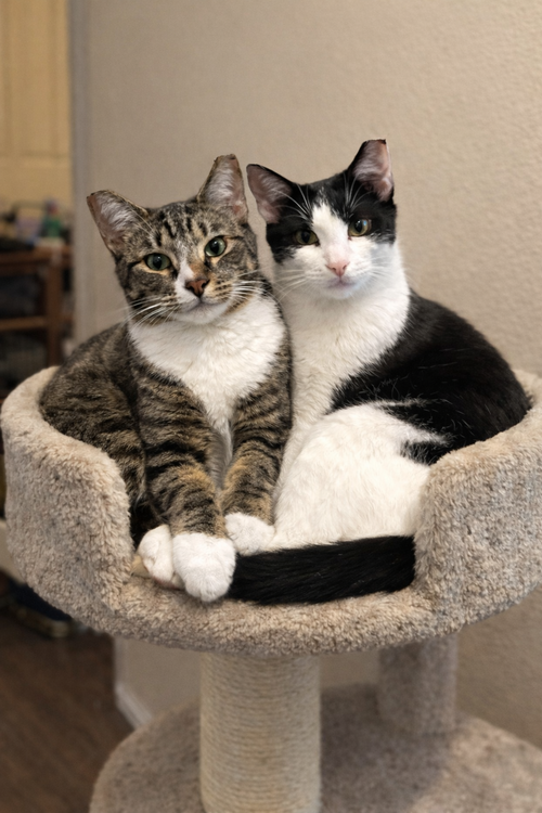MINI ME - Domestic Short Hair available for adoption