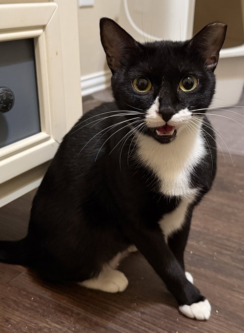 picture of the cat needing adoption