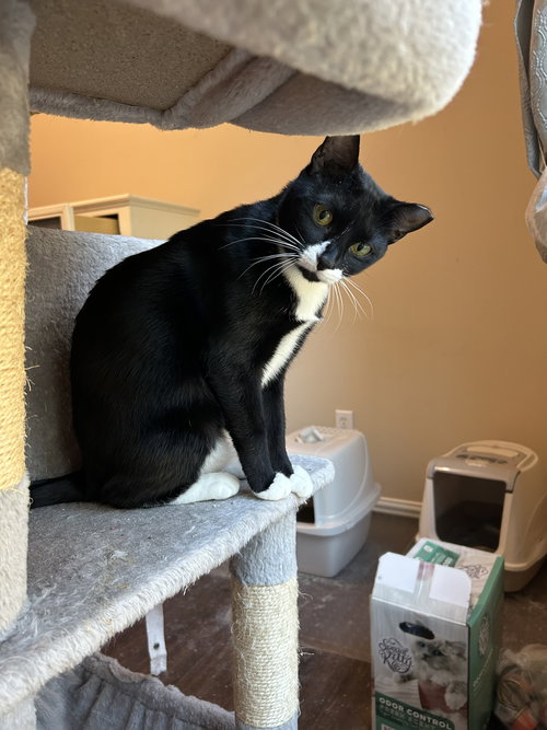 picture of the cat needing adoption