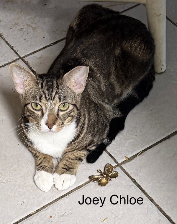 Joey Chloe