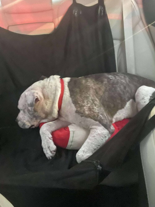 picture of the dog needing adoption
