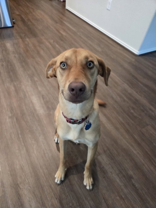picture of the dog needing adoption