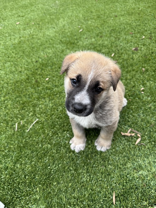 picture of the dog needing adoption
