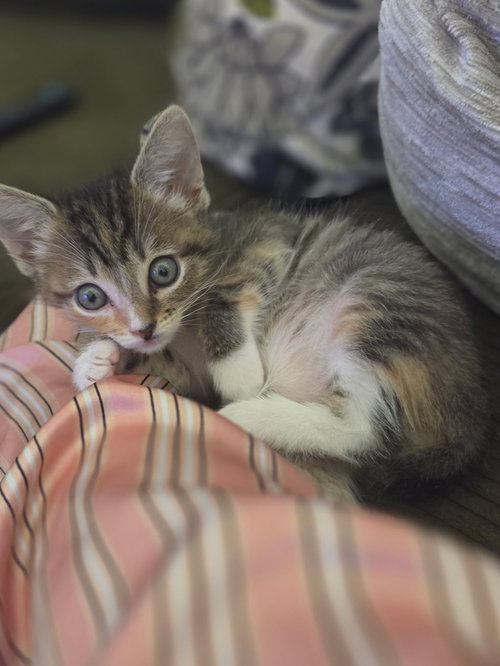 picture of the cat needing adoption