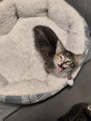 Bobbie - Photo 2