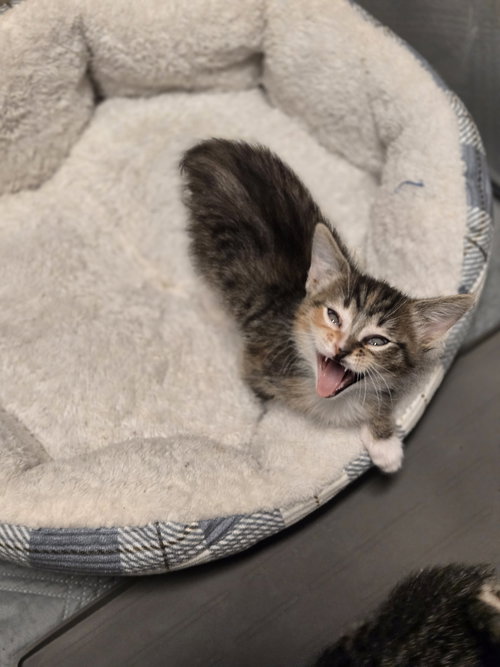 BOBBIE - Bobtail / Tabby available for adoption