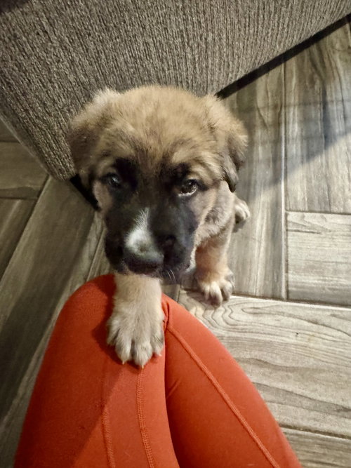 picture of the dog needing adoption