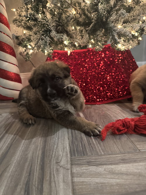 ZANE - German Shepherd Dog available for adoption