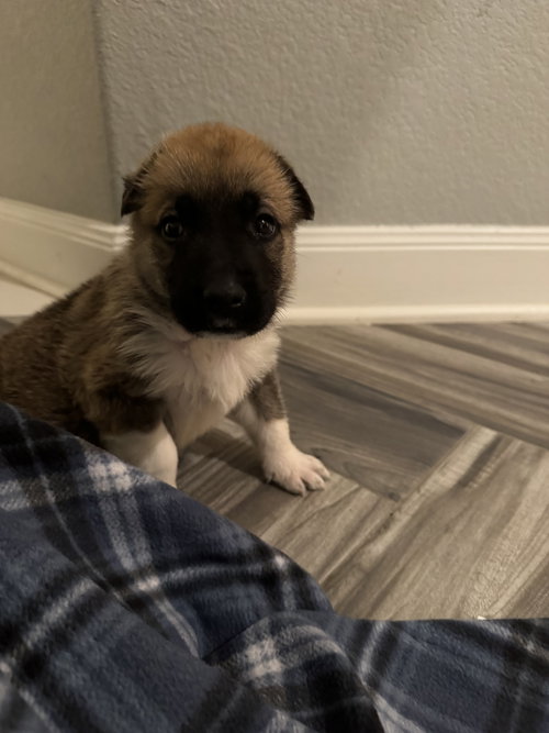picture of the dog needing adoption