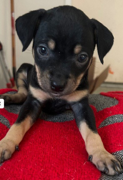 picture of the dog needing adoption
