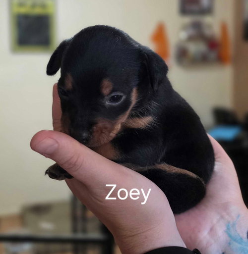 picture of the dog needing adoption