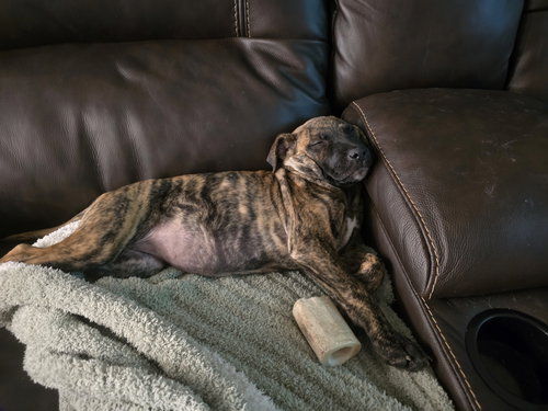 picture of the dog needing adoption