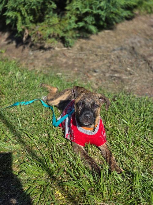 picture of the dog needing adoption