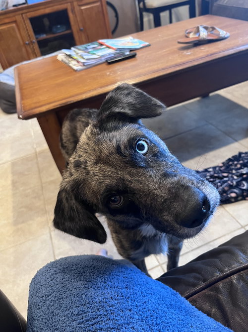 picture of the dog needing adoption