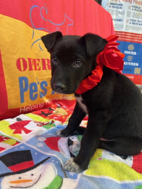 picture of the dog needing adoption