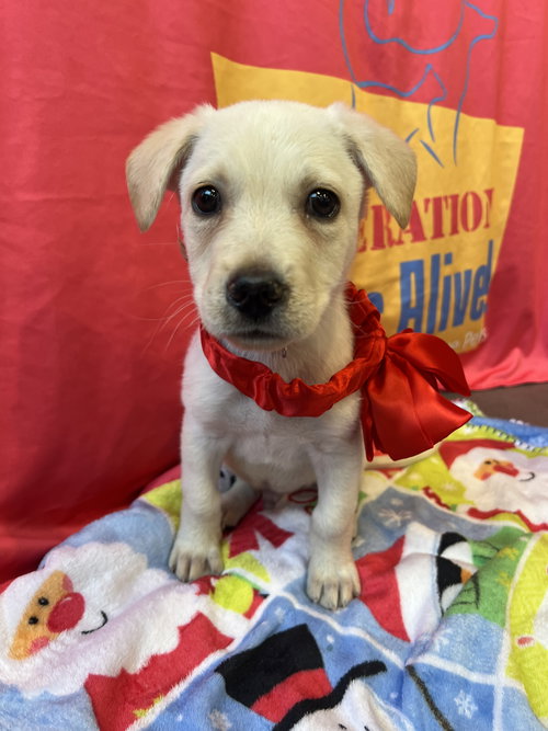 picture of the dog needing adoption