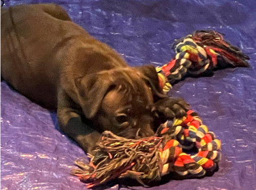 picture of the dog needing adoption