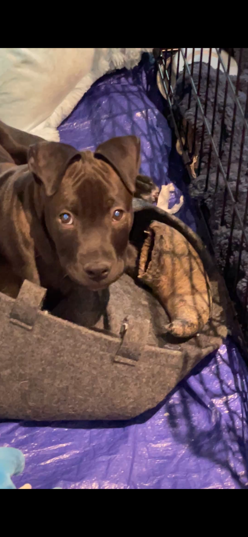 picture of the dog needing adoption
