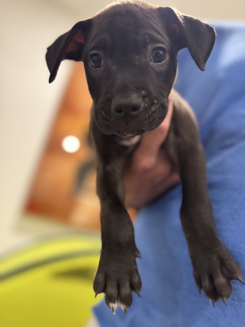 picture of the dog needing adoption