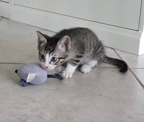 GRU - Domestic Short Hair available for adoption