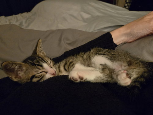 picture of the cat needing adoption