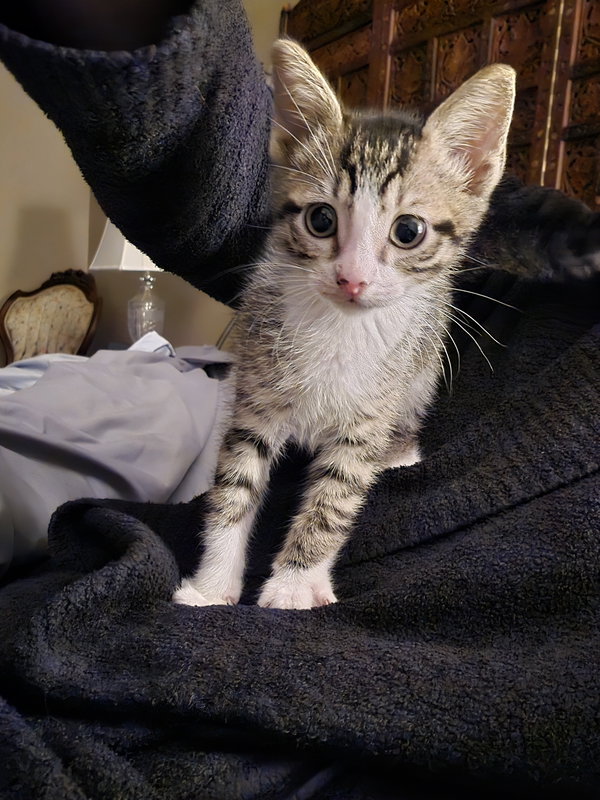Gru