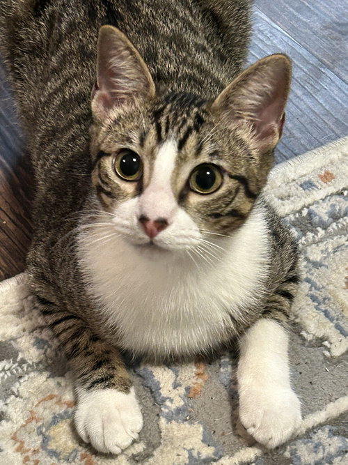 Gru, Young Domestic Short Hair (short coat), cat for adoption in The Woodlands, Texas