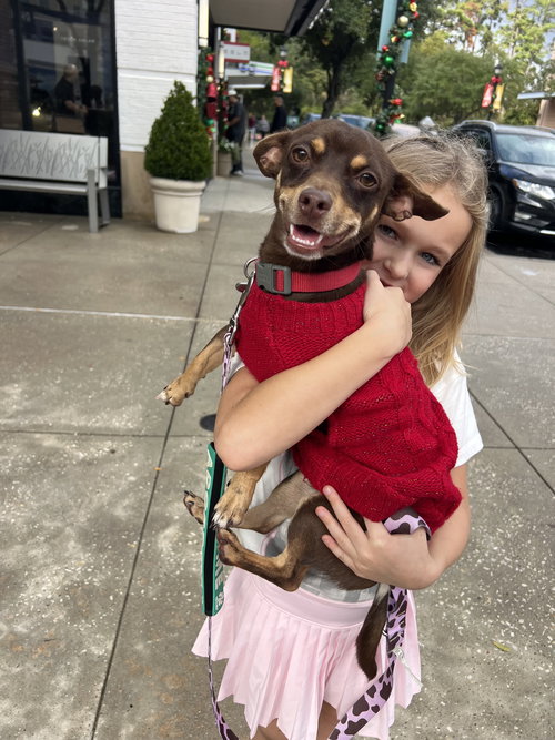 picture of the dog needing adoption