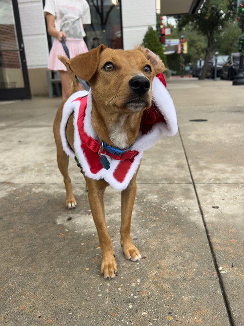 picture of the dog needing adoption