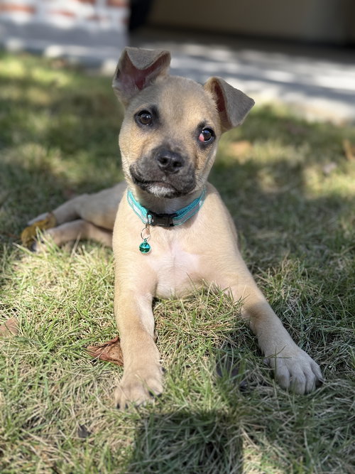 picture of the dog needing adoption