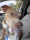 Butters - Photo 2