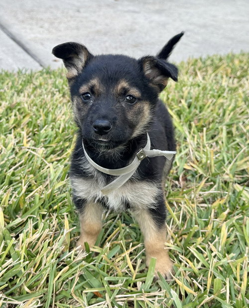 picture of the dog needing adoption