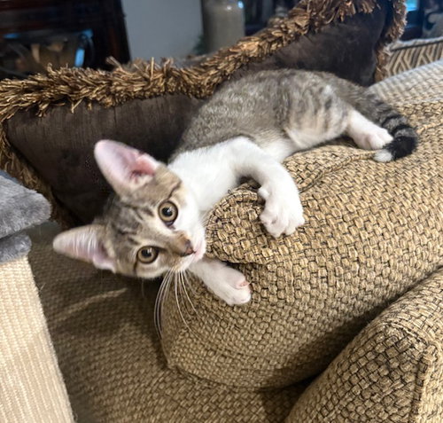 picture of the cat needing adoption