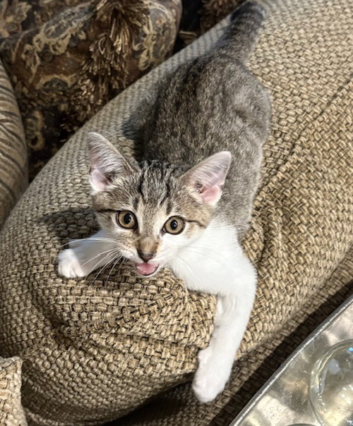 TOBY - Domestic Short Hair available for adoption