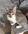 Toby - Photo 3