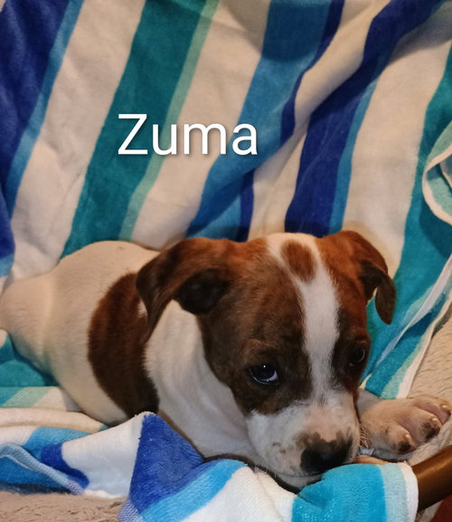 picture of the dog needing adoption