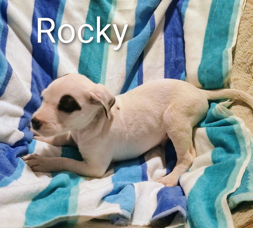 picture of the dog needing adoption